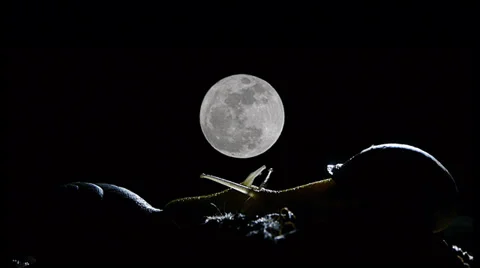 Timelapse moon and snail Video stock 36664828