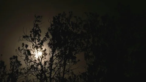 Timelapse Moon with Clouds at night with tree branches in the foreground  Stock Footage 89614526