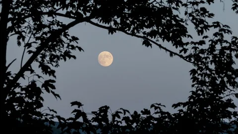 Timelapse of the moon inside a frame of branches Video stock 123898756