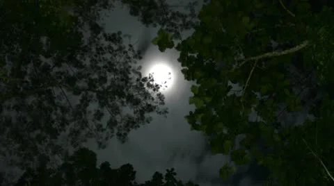 Timelapse of moon moving between trees Video stock 10838429