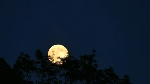 Timelapse of the moon rising on clear sky over tree tops at night Video stock 100700808