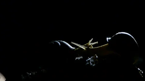 Timelapse with moon snail and Video stock 36664415