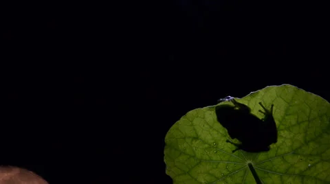 Timelapse with moon Southern Frog Stock Footage 38271930