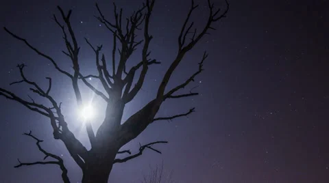 Timelapse: Moonlit Tree Stock Footage 39860150