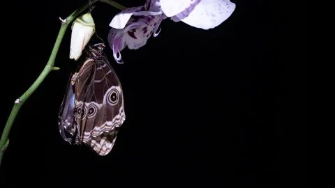 Timelapse of Morpho Butterfly Emerging on Orchid Blossom 4K Macro Stock Footage 306584574