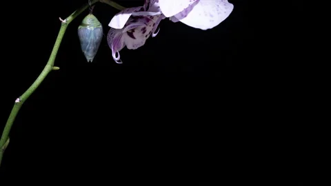 Timelapse of Morpho Butterfly Emerging on Orchid Blossom 4K Macro Stock Footage 309531082