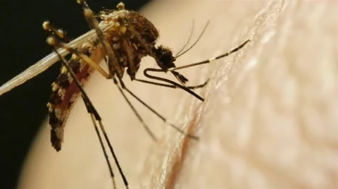 Timelapse of Mosquito sucking blood Stock Footage