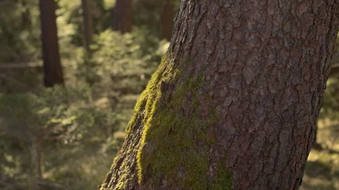 Timelapse of moss on a tree trunk getting hit by evening sun with moving shadows Stock Footage 243262898