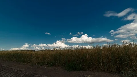 Timelapse in motion. Field on a bright summer day. Stock Footage 124419533