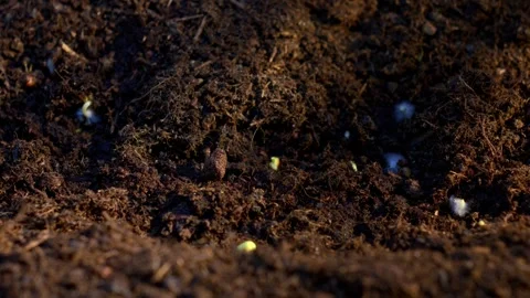 Timelapse motion of spring germination of sprouts from the ground. Stock Footage 295378939