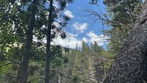 Timelapse Mountains-Trees-Clouds Stock Footage 245839939