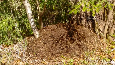 Timelapse movement of ants in an anthill. Stock Footage 96774159