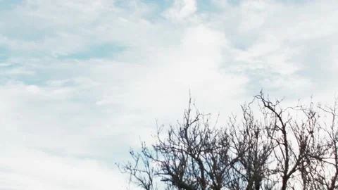 Timelapse of the movement of beautiful white clouds in the sky above a tree Stock Footage 231200186