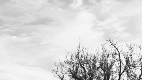 Timelapse of the movement of beautiful white clouds in the sky above a tree Vídeos de archivo 231200192