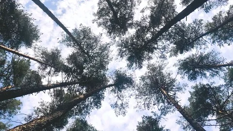 Timelapse movement blue sky on a background of pines in the forest Stock Footage 107723550