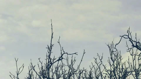 Timelapse of the movement of branches against the background of fast moving Vídeo Stock 235653718