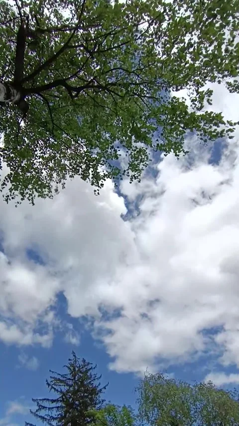 Timelapse movement of clouds on the background of birch Video stock 241265308
