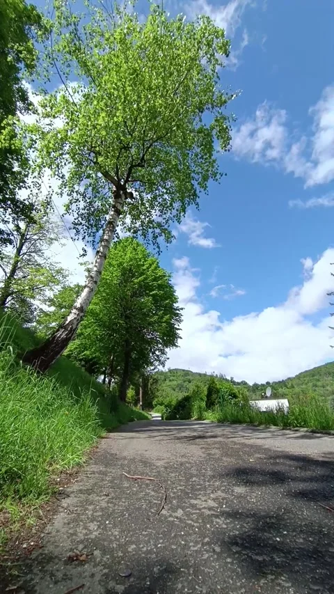 Timelapse movement of clouds on the background of birch Stock Footage 241265329