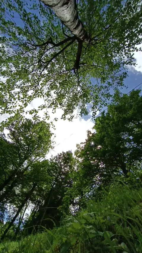 Timelapse movement of clouds on the background of birch Stock Footage 241265330