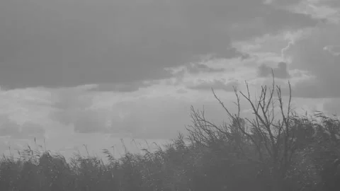 Timelapse of the movement of clouds over the lake reeds and dry tree in black Vidéo 202783063