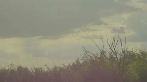 Timelapse of the movement of clouds over the lake reeds and dry tree 库存影片 202783070