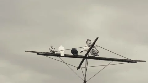 Timelapse of the movement of clouds over the pigeons sitting on the antenna 스톡 동영상 221093796