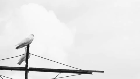 Timelapse of the movement of clouds over the pigeons, in black and white 스톡 동영상 235651820