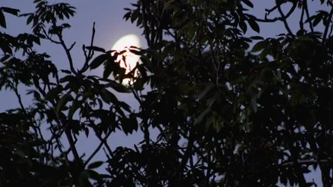 Timelapse of the movement of the moon behind the branches of a tree Vídeos de archivo 241705632