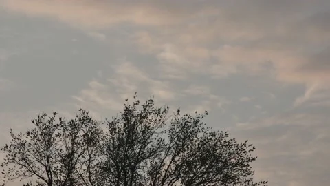 Timelapse of the movement of morning clouds over a tree Vídeos de archivo 238059979