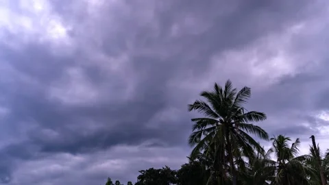 Timelapse movement of obese rain clouds against the background of a palm tree. Vídeo Stock 141309562