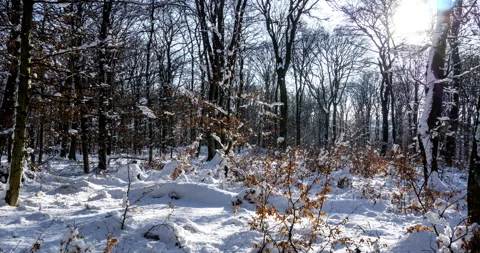 Timelapse of the movement of shadows from trees on the snow in beech forest. Stock Footage 133045572