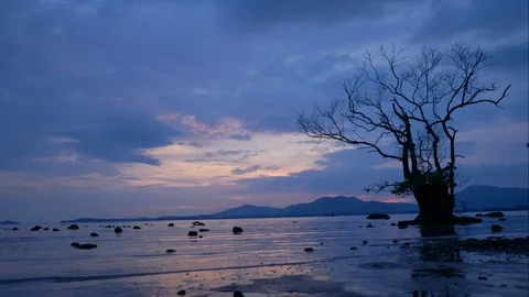 Timelapse of moving cloud and sea wave with dry mangrove tree in water  at tw Vídeo Stock 100104882