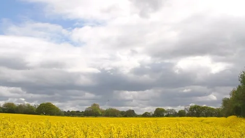 Timelapse of moving clouds over a field of yellow Rapeseed Stock-Footage 90089761