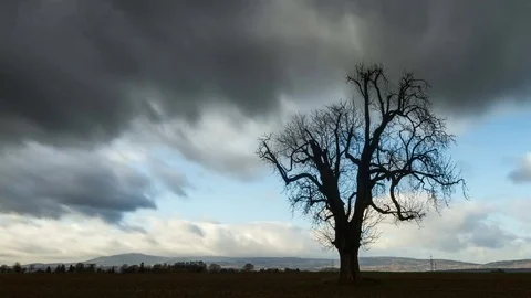 Timelapse - Moving clouds over a horse chestnut in late autumn Vídeo Stock 84555027