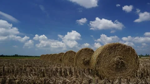 Timelapse of moving clouds over paddy fields in Sungai Besar, Malaysia Stock Footage 59603934