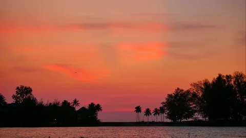 Timelapse of moving colorful twilight sky, moving coconut leaves, pine tree,  Stock Footage 128669989