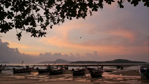 Timelapse moving leaves branch tree, flying bird, rainy cloud above island in Stock Footage 128315547