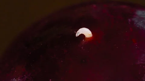 Timelapse: moving maggot, larva of cherry fruit fly comes out of cherry - macro Stock-Footage 330073503