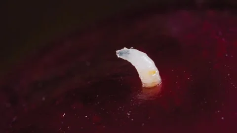 Timelapse: moving maggot, larva of cherry fruit fly comes out of cherry - macro Stock Footage 335052701