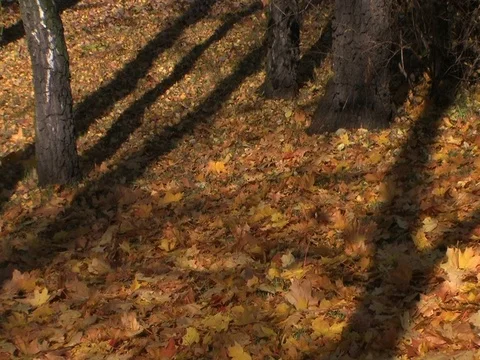 Timelapse of moving shadows Stock Footage 99218618