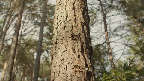 Timelapse of moving shadows on a tree trunk, moving branches and sky in the back Stock Footage 243262824