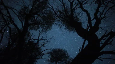 Timelapse moving underneath the beaming stars and a silhouetted tree Video stock 57296091