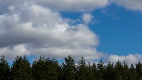 Timelapse of moving white clouds and blue sky over green evergreen trees 4k uhd Stock Footage 73672196
