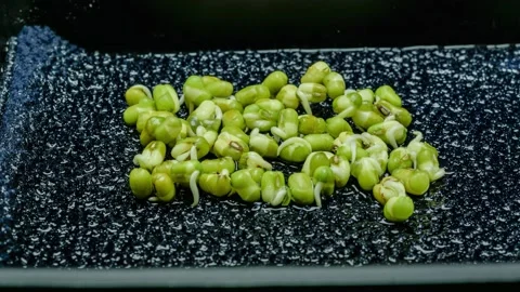 Timelapse mungo beans sprouting detail Stock Footage 154536092