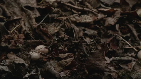 Timelapse of Mushrooms Growing Stock-Footage 148318892
