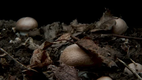 Timelapse of Mushrooms Growing Stock-Footage 148527128