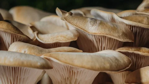 Timelapse mushrooms growing in forest. Close-up fungi beige caps in motion Stock Footage 322908283