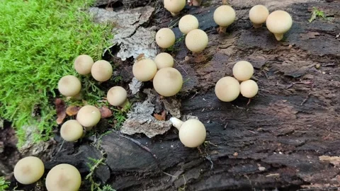 Timelapse mushrooms growing on mosscovered log in forest setting Vidéo 317478593
