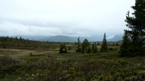 Timelapse Nature Video stock 243230534