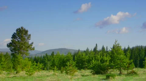 Timelapse nature scene coniferous forest, mountains and flying clouds Stock Footage 739989